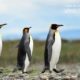 Emperors on Abbey Road, by Claudio Bacinello - Wildlife Photography, Photo of the Day, Award Winning Photography, Claudio Bacinello, Patagonia