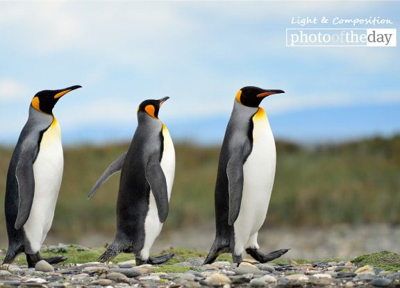 Emperors on Abbey Road, by Claudio Bacinello - Wildlife Photography, Photo of the Day, Award Winning Photography, Claudio Bacinello, Patagonia
