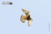 Wildlife Photography, Photo of the Day, Common Kestrel, Photography Awards, Light & Composition – A Common Kestrel Hovering, by Saniar Rahman Rahul A Common Kestrel Hovering, by Saniar Rahman Rahul - Wildlife Photography, Photo of the Day, Common Kestrel, Photography Awards, Light & Composition