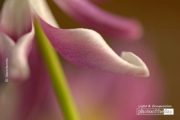 Floral Abstract, by Claudio Bacinello - Abstract Photography, Macro Photography, Nature Photography, Photo of the Day, Claudio Bacinello