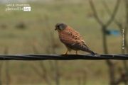 Wildlife Photography, Photo of the Day, Common Kestrel, Photography Awards, Online Photography Courses – The Common Kestrel, by Saniar Rahman Rahul The Common Kestrel, by Saniar Rahman Rahul - Wildlife Photography, Photo of the Day, Common Kestrel, Photography Awards, Online Photography Courses