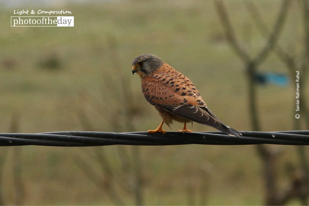 The Common Kestrel, by Saniar Rahman Rahul The Common Kestrel, by Saniar Rahman Rahul - Wildlife Photography, Photo of the Day, Common Kestrel, Photography Awards, Online Photography Courses