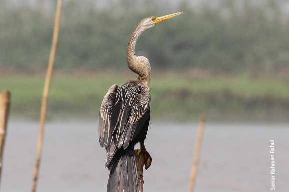 The Oriental Darter, by Saniar Rahman Rahul The Oriental Darter, by Saniar Rahman Rahul - Wildlife Photography, Photo of the Day, Oriental Darter, Photography Awards, Nature Photography