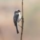 Grey Bushchat, by Saniar Rahman Rahul - Wildlife Photography, Photo of the Day, Nature Photography, Bird Photography, Saniar Rahman Rahul
