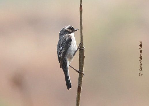 Grey Bushchat, by Saniar Rahman Rahul Grey Bushchat, by Saniar Rahman Rahul - Wildlife Photography, Photo of the Day, Nature Photography, Bird Photography, Saniar Rahman Rahul