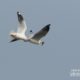 The Brown-headed Gull, by Saniar Rahman Rahul The Brown-headed Gull, by Saniar Rahman Rahul - Wildlife Photography, Photography Award, Brown-headed Gull, Nature Photography, Photo of the Day