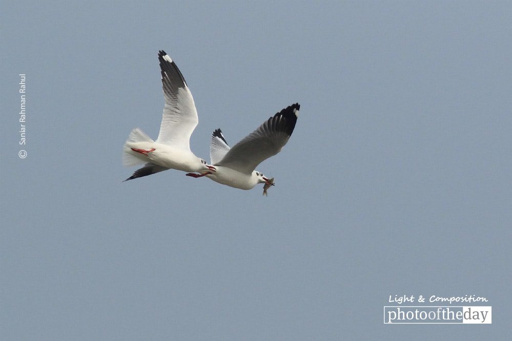 The Brown-headed Gull, by Saniar Rahman Rahul The Brown-headed Gull, by Saniar Rahman Rahul - Wildlife Photography, Photography Award, Brown-headed Gull, Nature Photography, Photo of the Day