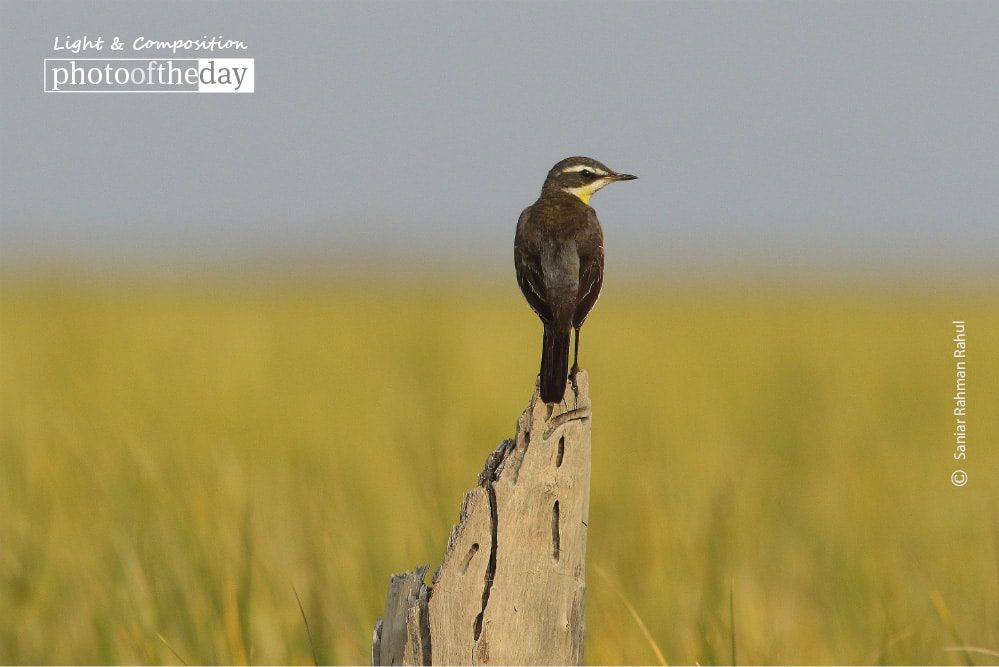 The Yellow Wagtail, by Saniar Rahman Rahul The Yellow Wagtail, by Saniar Rahman Rahul - Wildlife Photography, Photo of the Day, Yellow Wagtail, Nature Photography, Award Winning Photography