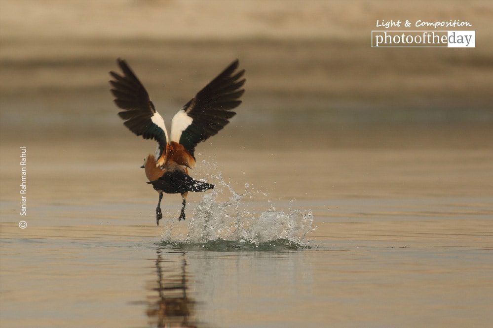 The Ruddy Shelduck, by Saniar Rahman Rahul - Wildlife Photography, Photojournalism, Photography Awards, Photo of the Day, Nature Photography