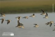 Wildlife Photography, Photo of the Day, Terek Sandpiper, Photography Awards, Light & Composition – Terek Sandpiper, by Saniar Rahman Rahul Terek Sandpiper, by Saniar Rahman Rahul - Wildlife Photography, Photo of the Day, Terek Sandpiper, Photography Awards, Light & Composition