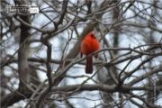Red Robin in Central Park, by Des Brownlie - Wildlife Photography, Photo of the Day, Award Winning Photography, Red Robin, Des Brownlie