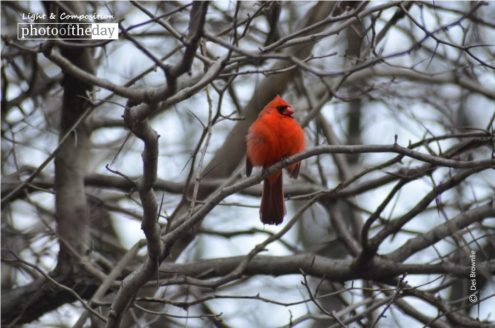 Red Robin in Central Park, by Des Brownlie - Wildlife Photography, Photo of the Day, Award Winning Photography, Red Robin, Des Brownlie