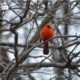 Red Robin in Central Park, by Des Brownlie Red Robin in Central Park, by Des Brownlie - Wildlife Photography, Photo of the Day, Award Winning Photography, Red Robin, Des Brownlie