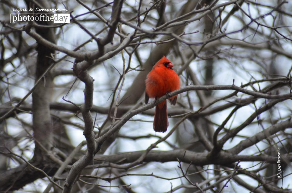 Red Robin in Central Park, by Des Brownlie Red Robin in Central Park, by Des Brownlie - Wildlife Photography, Photo of the Day, Award Winning Photography, Red Robin, Des Brownlie