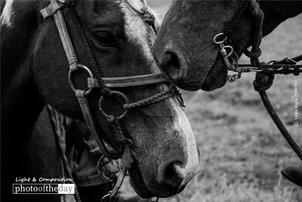 Old Friends, by Lygia Maria Pimentel Old Friends, by Lygia Maria Pimentel - Wildlife Photography, Photo of the Day, Photography Award, Photojournalism, Nature Photography