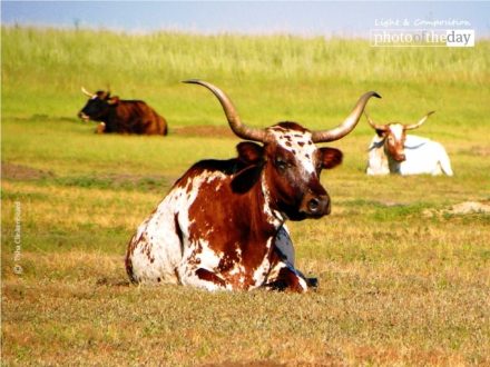 Longhorn, by Tisha Clinkenbeard - Wildlife Photography, Nature Photography, Photo of the Day, Longhorn, Tisha Clinkenbeard