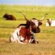 Longhorn, by Tisha Clinkenbeard - Wildlife Photography, Nature Photography, Photo of the Day, Longhorn, Tisha Clinkenbeard
