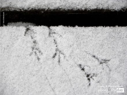 Tiny Footprints, by Tisha Clinkenbeard - Nature Photography, Photography Awards, Photo of the Day, Online Photography Courses, Art Photography