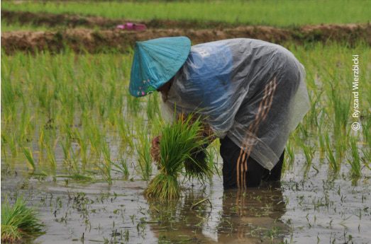 A Laotian Farmer, by Ryszard Wierzbicki A Laotian Farmer, by Ryszard Wierzbicki - Travel Photography, Photojournalism, Award Winning Photography, Laos Photography, Documentary Photography