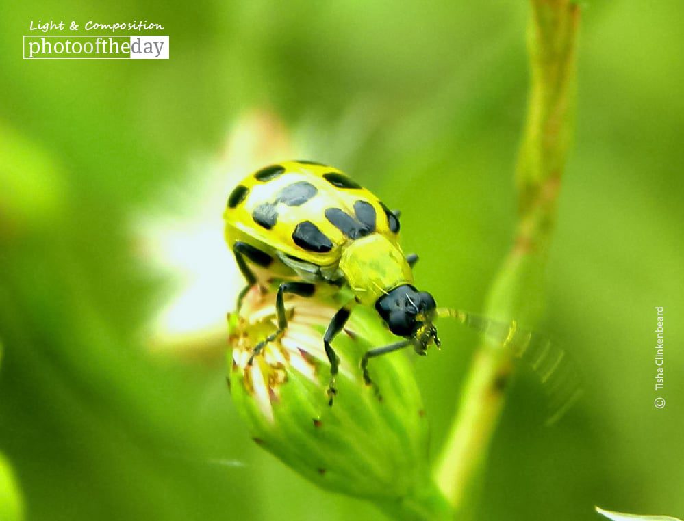 Dropping By, by Tisha Clinkenbeard Dropping By, by Tisha Clinkenbeard - Nature Photography, Close-Up Photography, Photo of the Day, Photography Awards, Tisha Clinkenbeard