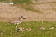 The Great Thick Knee, by Saniar Rahman Rahul - Wildlife Photography, Photo of the Day, Great Thick-Knee, Nature Photography, Photography Awards