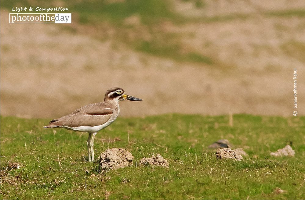 The Great Thick Knee, by Saniar Rahman Rahul The Great Thick Knee, by Saniar Rahman Rahul - Wildlife Photography, Photo of the Day, Great Thick-Knee, Nature Photography, Photography Awards