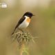 Male White Tailed Stonchat, by Saniar Rahman Rahul - Wildlife Photography, White-Tailed Stonchat, Photo of the Day, Photography Award, Nature Photography