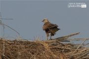 Wildlife Photography, Nature Photography, Photo of the Day, Bird Photography, Long-legged Buzzard – Long-legged Buzzard, by Saniar Rahman Rahul Long-legged Buzzard, by Saniar Rahman Rahul - Wildlife Photography, Nature Photography, Photo of the Day, Bird Photography, Long-legged Buzzard
