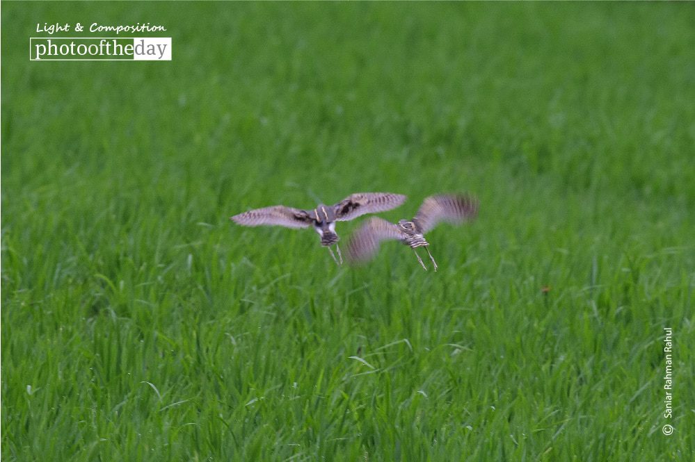 Greater Painted-snipe, by Saniar Rahman Rahul Long-legged Buzzard, by Saniar Rahman Rahul - Wildlife Photography, Nature Photography, Photo of the Day, Bird Photography, Long-legged Buzzard