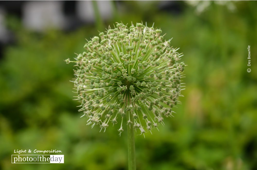 Full Bloom, by Des Brownlie Full Bloom, by Des Brownlie - Nature Photography, Photography Awards, Photo of the Day, Flower Photography, Des Brownlie
