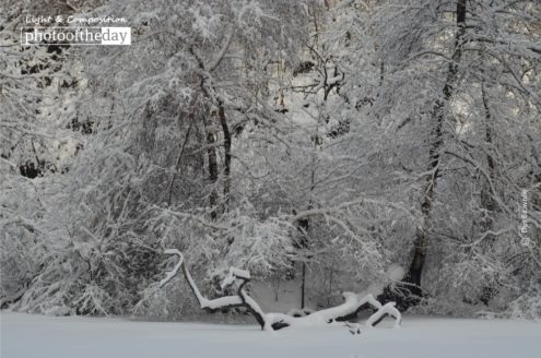 Winter in the Park, by Des Brownlie - Nature Photography, Photography Awards, Photo of the Day, Winter Photography, Central Park