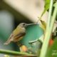 Male Little Spiderhunter, by Saniar Rahman Rahul - Wildlife Photography, Nature Photography, Photo of the Day, Photography Awards, Light & Composition