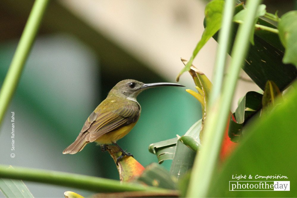 Male Little Spiderhunter, by Saniar Rahman Rahul - Wildlife Photography, Nature Photography, Photo of the Day, Photography Awards, Light & Composition