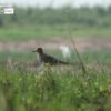 Wildlife Photography, Photo of the Day, Grey-headed Lapwing, Photography Awards, Nature Photography – Grey-headed Lapwing, by Saniar Rahman Rahul Grey-headed Lapwing, by Saniar Rahman Rahul - Wildlife Photography, Photo of the Day, Grey-headed Lapwing, Photography Awards, Nature Photography