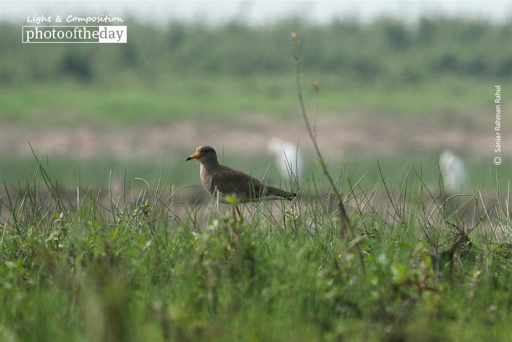 Grey-headed Lapwing, by Saniar Rahman Rahul Grey-headed Lapwing, by Saniar Rahman Rahul - Wildlife Photography, Photo of the Day, Grey-headed Lapwing, Photography Awards, Nature Photography