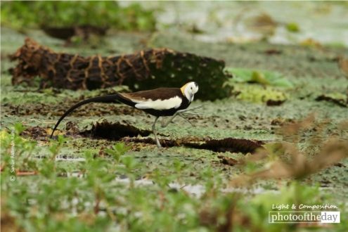 Pheasant-tailed Jacana, by Saniar Rahman Rahul - Wildlife Photography, Photo of the Day, Photography Awards, Nature Photography, Art Photography