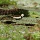 Pheasant-tailed Jacana, by Saniar Rahman Rahul - Wildlife Photography, Photo of the Day, Photography Awards, Nature Photography, Art Photography