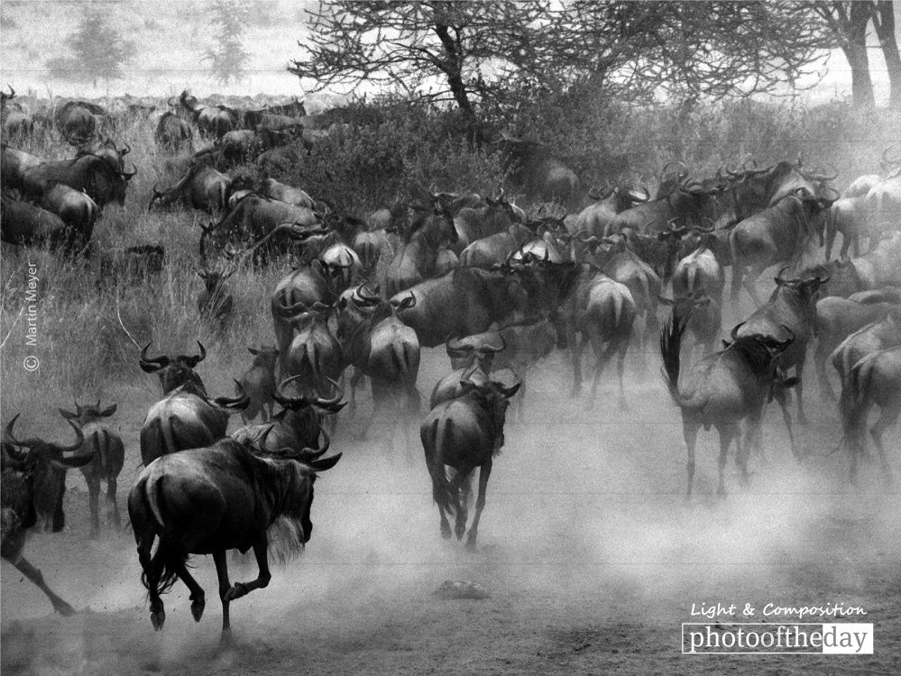 Serengeti Wildebeest Migration, by Martin Meyer - Wildlife Photography, Serengeti Migration, Nature Photography, Photo of the Day, Martin Meyer