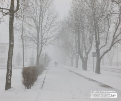 Blizzard, by Nilla Palmer - Nature Photography, Blizzard Photography, Photo of the Day, Award Winning Photography, Photography Awards