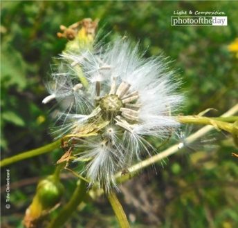 Dandelion in the Wind, by Tisha Clinkenbeard - Nature Photography, Photography Awards, Photo of the Day, Tisha Clinkenbeard, Dandelion Photography