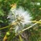 Dandelion in the Wind, by Tisha Clinkenbeard - Nature Photography, Photography Awards, Photo of the Day, Tisha Clinkenbeard, Dandelion Photography
