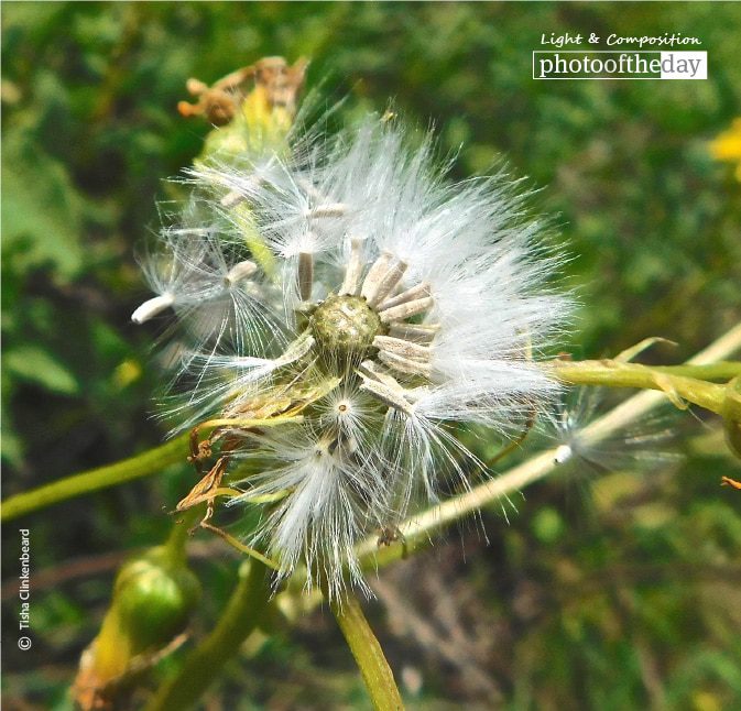 Dandelion in the Wind, by Tisha Clinkenbeard Dandelion in the Wind, by Tisha Clinkenbeard - Nature Photography, Photography Awards, Photo of the Day, Tisha Clinkenbeard, Dandelion Photography
