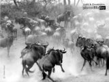 Wildlife Photography, Photojournalism, Photography Awards, Art Photography, Online Photography Courses – The Ultimate Thrill, by Martin Meyer The Ultimate Thrill, by Martin Meyer - Wildlife Photography, Photojournalism, Photography Awards, Art Photography, Online Photography Courses