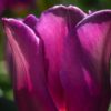 Glowing Tulip, by Zahraa Al Hassani - Photo of the Day, Color Photography, Photojournalism, Art Photography, Photography Awards