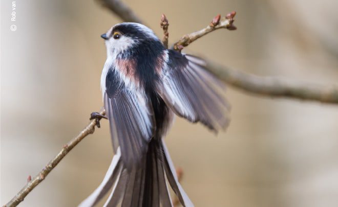 Long Tail Tit Showing Its Colors and Feathers, by Rob van der Waal Long Tail Tit Showing Its Colors and Feathers, by Rob van der Waal - Wildlife Photography, Nature Photography, Photo of the Day, Long-Tailed Tit, Rob van der Waal