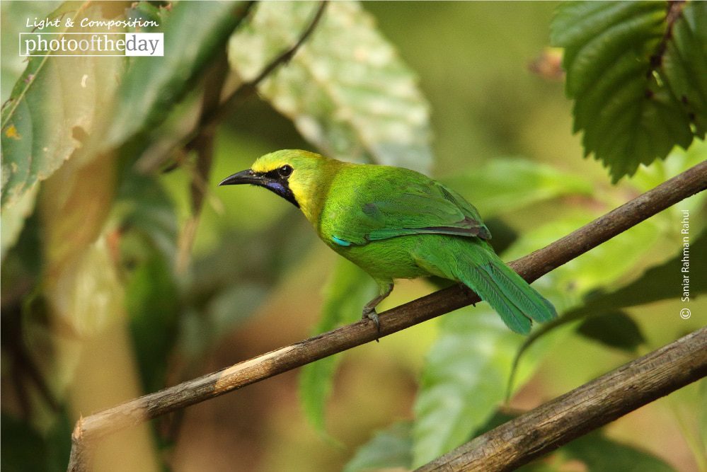 Golden-fronted Leafbird, by Saniar Rahman Rahul Golden-fronted Leafbird, by Saniar Rahman Rahul - Wildlife Photography, Photography Awards, Photo of the Day, Nature Photography, Golden-fronted Leafbird