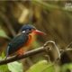 The Blue-eared Kingfisher, by Saniar Rahman Rahul The Blue-eared Kingfisher, by Saniar Rahman Rahul - Wildlife Photography, Photography Awards, Photo of the Day, Blue-eared Kingfisher, Art Photography
