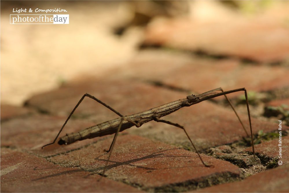 Stick Insect, by Saniar Rahman Rahul Stick Insect, by Saniar Rahman Rahul - Nature Photography, Close-up Photography, Wildlife Photography, Photo of the Day, Photography Awards