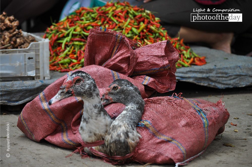 Poultry for Sale, by Ryszard Wierzbicki Poultry for Sale, by Ryszard Wierzbicki - Travel Photography, Photo of the Day, Award Winning Photography, Ryszard Wierzbicki, Photography Awards