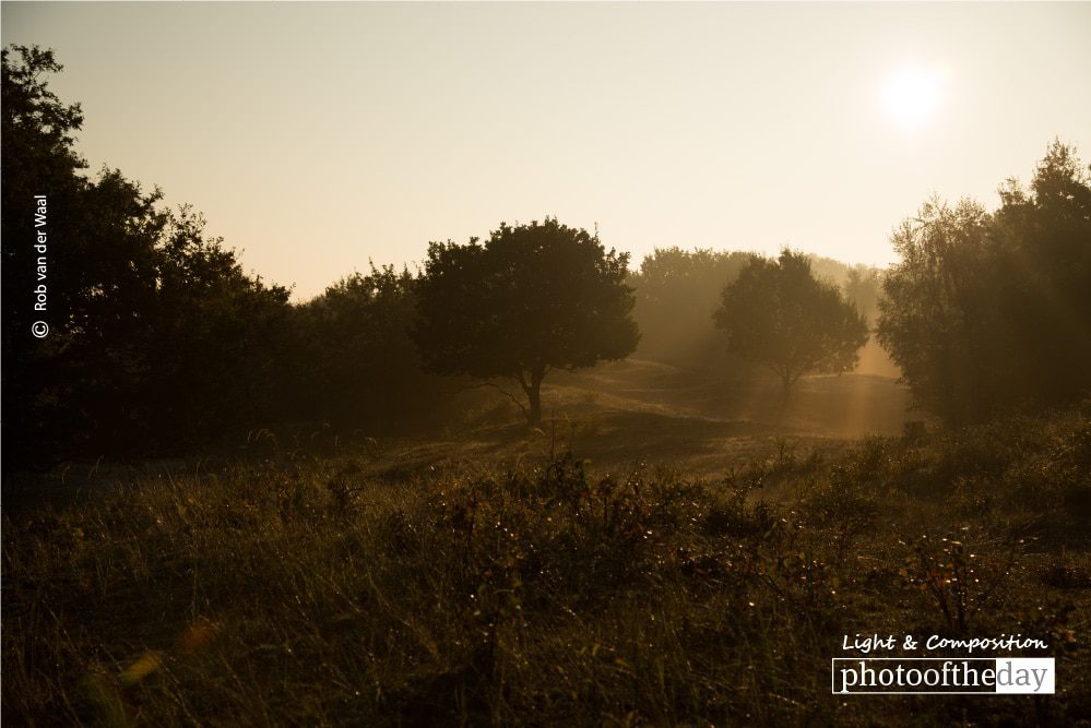 Morning Light, by Rob van der Waal Morning Light, by Rob van der Waal - Sunrise Photography, Photography Awards, Photo of the Day, Nature Photography, Art Photography
